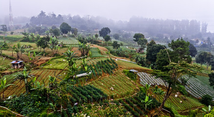 Fototapeta na wymiar Natural scenery of peaceful village life in Cianjur, West Java. Indonesia. Plantations, farms, houses and large lands are beautiful spots for photos 
