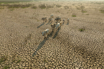 Animals and Climate change, Thin cows walking on dry cracked earth looking for fresh water due lack...