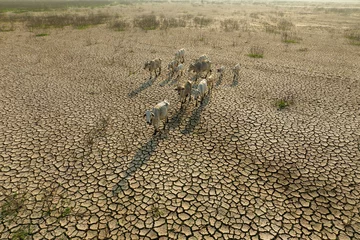 Foto op Canvas Animals and Climate change, Thin cows walking on dry cracked earth looking for fresh water due lack of rain, an impact of drought and World Climate change. © piyaset