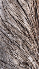 Flowing Wood Grain Texture of Weathered Tree
