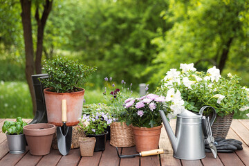 Different potted blooming flowers and herbs, gardening equipment, instruments and tools on green garden trees background. Hobby concept on wooden deck terrace. Floral design for home landscape