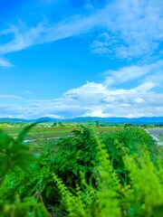 Naklejka premium Green rice field and blue sky beautiful nature landscape in Thailand
