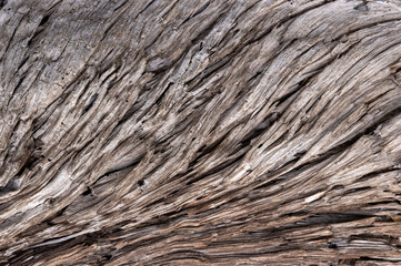 Flowing Wood Grain Texture of Weathered Tree