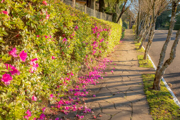 Alley landscape with azaleas bloom - Gramado, Rio Grande do Sul, Brazil