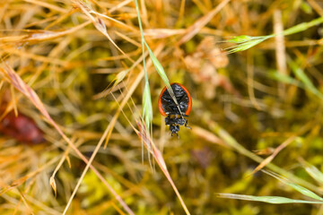 A ladybug crawls on a blade of dry grass on a summer morning in Puyallup, Washington.