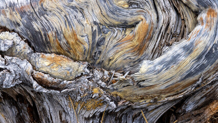 Weathered Wood Grain Texture of a Dead Tree