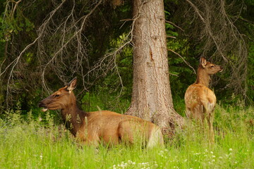 Elk cow with calf resting in the woods - 516255935