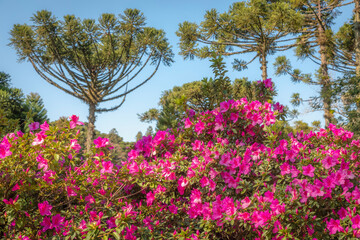 Landscape with azaleas bloom - Gramado, Rio Grande do Sul, Southtern Brazil