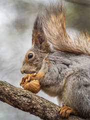 The squirrel with nut sits on a branches in the spring or summer.