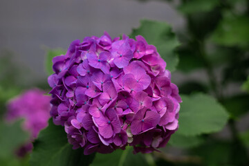 Beautiful purple hydrangea in a rainy day. Flower in bloom in June.