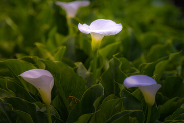 2022-07-10 A CALLA LILY SURROUNDED BY GREEEN LEAVES WITH TWO OTHER CALLA LILLIES BLURRED FOR EFFECT