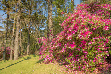 Landscape with azaleas bloom - Gramado, Rio Grande do Sul, Southtern Brazil