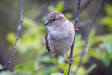 Sparrow sitting on a green branch in spring. Sparrow with playful poise on branch in spring or summer