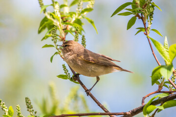 Common chiffchaff, lat. phylloscopus collybita, sitting on branch of bush in spring and looking for food