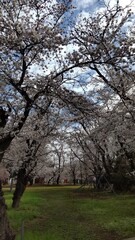 桜のトンネル　cherry blossom tunnel