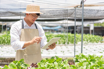 Hydroponic vegetable concept, Asian man touching on tablet to checking water of hydroponic system