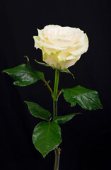 one white rose on a black background