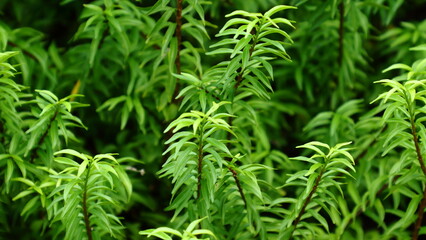 Wrightia religiosa leaves background, copy space.