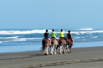 Horse trekking on a beach with surf waves in background, blue sky