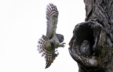Mama_Owl_Flying