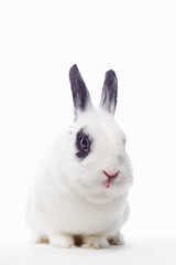 white rabbit with black ears and eyes. Funny fluffy rabbit. Easter bunny