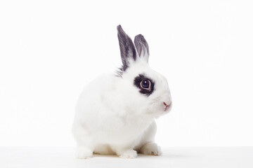 white rabbit with black ears and eyes. Funny fluffy rabbit