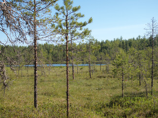 small lake and a swamp