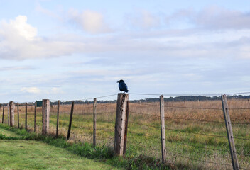 crow on a fence in field against blue sky