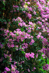 Bougainvillea flowers and bougainvillea plant tree in summer season. This Bougainvillea flowers are pink and purple.