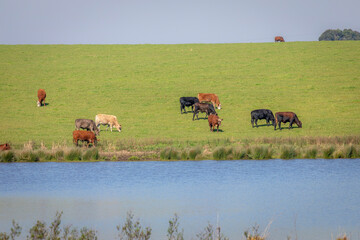 Cows grazing in Rio Grande do Sul pampa, Brazil, border with Uruguay