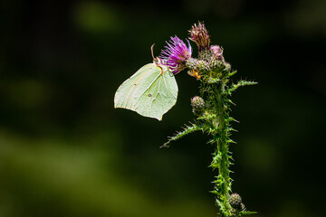 Sumpf-Kratzdistel mit Schmetterling