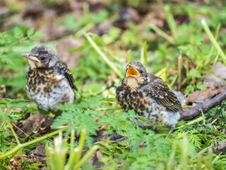 Two fieldfare chicks, Turdus pilaris, have left the nest and are sitting on the spring lawn....