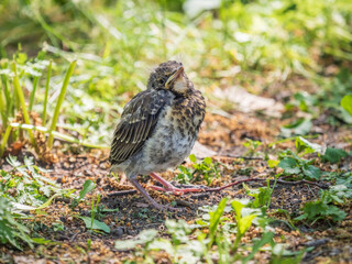 A fieldfare chick, Turdus pilaris, has left the nest and sitting on the spring lawn. A fieldfare...