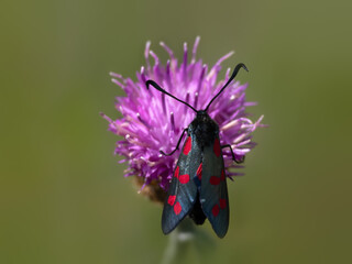 Upperwing view of six-spot Burnet Moth (Zygaena filipendulae) on a Thistle flower