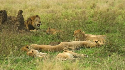 A lion with several lionesses rest after a nice hearty lunch in the shade during a heat wave in the wild African savannah in the Serengeti National Reserve, Tanzania