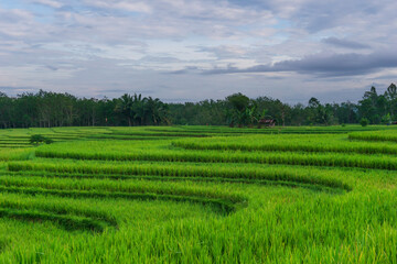 Fototapeta na wymiar Indonesian morning view in green rice fields