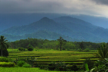 Fototapeta na wymiar Indonesian morning view in green rice fields