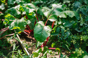 Green beet leaves with red stems. Beets in the garden. Young beets in the spring.