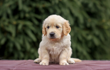 puppy dog golden retriever labrador in a wooden box in the park on the grass in the summer at sunset