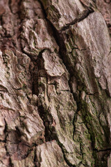 large texture of tree bark macro photo