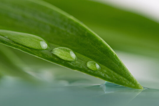 water drops on a green leaf macro photo