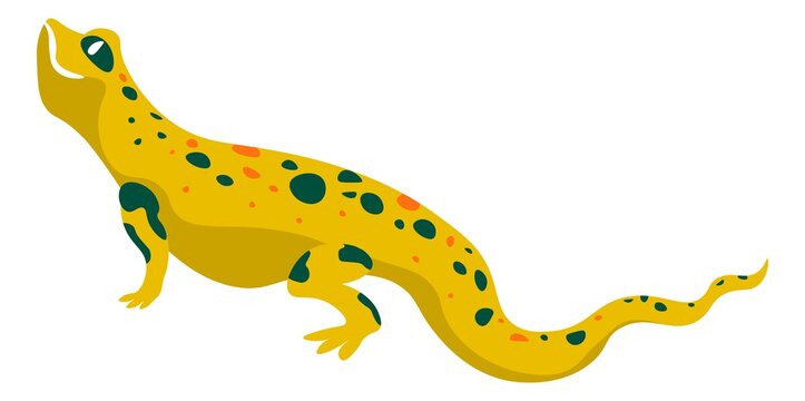Salamander reptile animal, wildlife exotic fauna