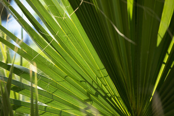 Beautiful palm leaves of tree in sunlight, close up macro detail.