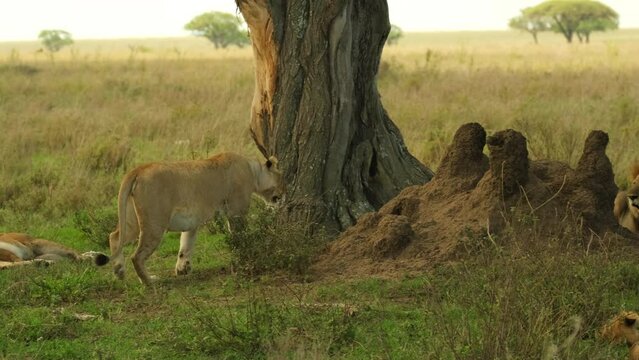 A lion and several lionesses rest after a nice hearty lunch in the shade during a heat wave on the wild African savannah in Tanzania. The return of the wife after a hard day at work