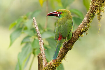 Crimson-rumped Toucanet - Aulacorhynchus haematopygus  bird in Ramphastidae found in humid Andean forests in Ecuador, Colombia and Venezuela, green plumage, maroon-red rump