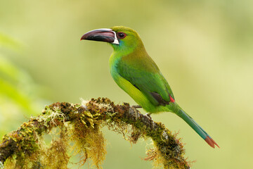 Crimson-rumped Toucanet - Aulacorhynchus haematopygus  bird in Ramphastidae found in humid Andean forests in Ecuador, Colombia and Venezuela, green plumage, maroon-red rump