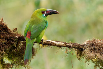 Crimson-rumped Toucanet - Aulacorhynchus haematopygus  bird in Ramphastidae found in humid Andean forests in Ecuador, Colombia and Venezuela, green plumage, maroon-red rump