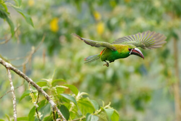 Crimson-rumped Toucanet - Aulacorhynchus haematopygus  bird in Ramphastidae found in humid Andean forests in Ecuador, Colombia and Venezuela, green plumage, maroon-red rump
