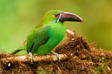 Crimson-rumped Toucanet - Aulacorhynchus haematopygus  bird in Ramphastidae found in humid Andean forests in Ecuador, Colombia and Venezuela, green plumage, maroon-red rump