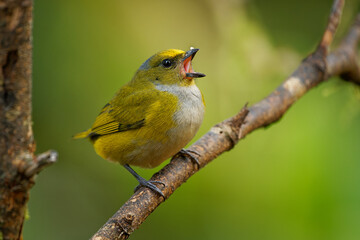 Orange-bellied Euphonia - Euphonia xanthogaster black and yellow bird in finch family Fringillidae, found in South America, subtropical or tropical moist lowland forest and moist montane forest